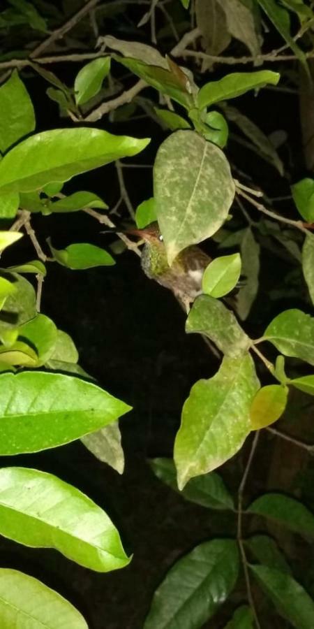 Posada El Acuario Bahia Solano Eksteriør billede